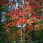 Fall Colors-1