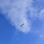 Seagull Flying High